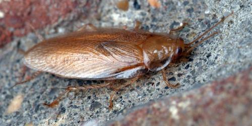 Réf. 270 669 : Ectobius pallidus
